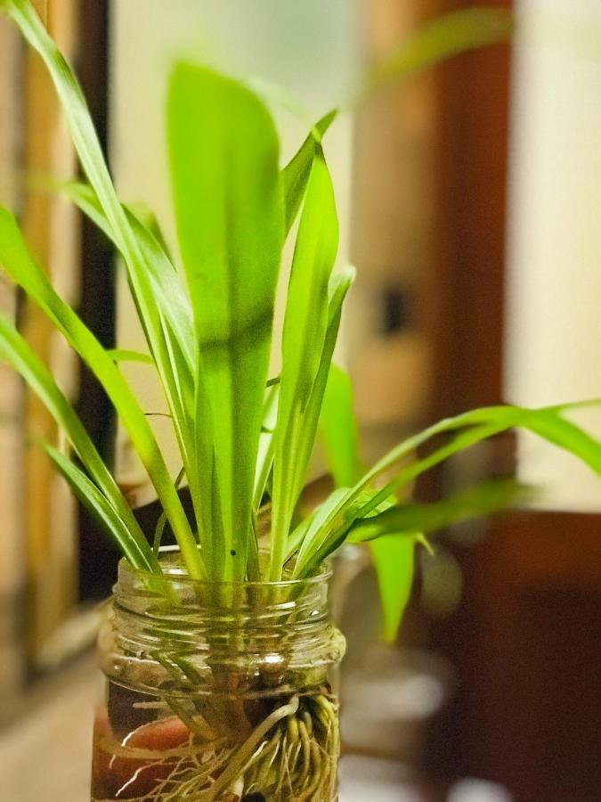 Tranquil Quarter Hotel Kandy Ngoại thất bức ảnh